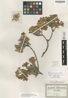 Isotype of Cordia morelosana Standl. [family BORAGINACEAE]