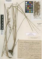 Isotype of Festuca porcii Hack. [family POACEAE]