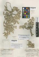 Isotype of Tidestromia gemmata I.M. Johnst. [family AMARANTHACEAE]