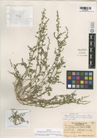 Isotype of Chenopodium littoreum Benet-Pierce & M.G. Simpson [family CHENOPODIACEAE]