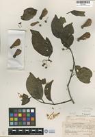 Isotype of Banisteriopsis inebrians C. V. Morton [family MALPIGHIACEAE]