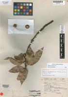 Isotype of Quercus apiophylla Warburg [family FAGACEAE]