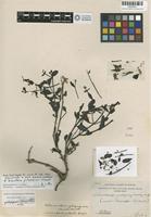 Holotype of Telanthera galapagensis A. Stewart [family AMARANTHACEAE]