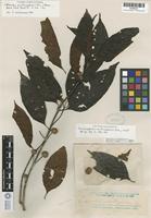 Isotype of Sarcocephalus multicephalus Elmer [family RUBIACEAE]