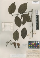 Isotype of Banisteriopsis inebrians C. V. Morton [family MALPIGHIACEAE]
