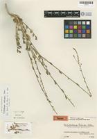 Isotype of Anthochlamys rechingeri Aellen [family CHENOPODIACEAE]