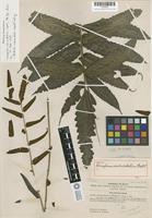 Holotype of Campium subcordatum Copeland [family LOMARIOPSIDACEAE]