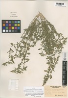 Isotype of Chenopodium littoreum Benet-Pierce & M.G. Simpson [family CHENOPODIACEAE]