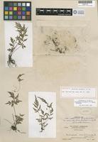 Holotype of Asplenium arcanum A. R. Sm. [family ASPLENIACEAE]