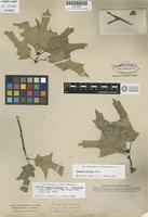 Isosyntype of Quercus coccinea Munchh. var. microcarpa Torrey [family FAGACEAE]