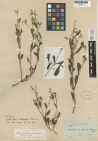 Isotype of Telanthera snodgrassii B.L.Rob. [family AMARANTHACEAE]