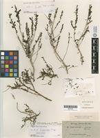 Isotype of Suaeda pruinosa Lange [family CHENOPODIACEAE]
