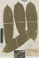 Isolectotype of Eschweilera rimbachii Standl. [family LECYTHIDACEAE]