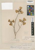 Isotype of Calochortus dunnii Purdy [family LILIACEAE]