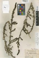 Isotype of Dondia taxifolia Standl. [family CHENOPODIACEAE]