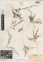 Isotype of Chenopodium littoreum Benet-Pierce & M.G. Simpson [family CHENOPODIACEAE]