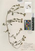 Isotype of Phacelia ciliata Benth. var. opaca J. T. Howell [family HYDROPHYLLACEAE]