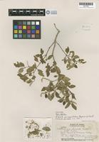 Isotype of Nototrichium humile Hillebr. var. parvifolium O. Degener & Sherff [family AMARANTHACEAE]