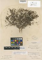 Isotype of Eriogonum angulosum Benth. var. pauciflorum Gandoger [family POLYGONACEAE]
