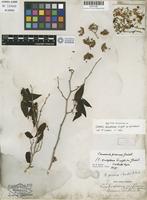 Isosyntype of Casearia eriophora C. Wright in Griseb. ex Griseb. [family FLACOURTIACEAE]