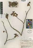 Isotype of Pedilanthus coalcomanensis Croizat [family EUPHORBIACEAE]