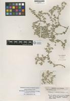 Isotype of Tidestromia rhizomatosa I.M.Johnst. [family AMARANTHACEAE]
