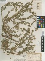 Holotype of Phacelia ciliata Benth. var. opaca J. T. Howell [family HYDROPHYLLACEAE]