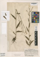 Type of Hieracium sparsifolium Lindeb. [family ASTERACEAE]