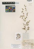 Isotype of Tidestromia tenella I.M.Johnst. [family AMARANTHACEAE]
