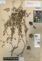 Isotype of Urvillea dissecta S. Watson [family SAPINDACEAE]
