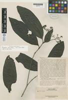 Isotype of Pavetta atra Merrill [family RUBIACEAE]