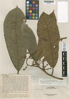 Isotype of Melanochyla elmeri Merrill [family ANACARDIACEAE]