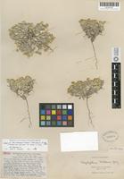 Isotype of Eriophyllum wallacei (A. Gray) A. Gray var. cavescens S. F. Blake [family ASTERACEAE]