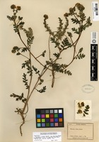 Syntype of Phacelia ciliata Benth. var. mexicana Brand [family HYDROPHYLLACEAE]
