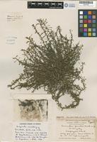 Holotype of Amaranthus furcatus J. T. Howell [family AMARANTHACEAE]