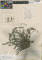 Isotype of Alternanthera nesiotes I.M.Johnst. [family AMARANTHACEAE]
