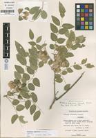 Isotype of Ateleia popenoei Correll [family FABACEAE]