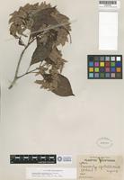 Isotype of Cosmocalyx spectabilis Standl. [family RUBIACEAE]