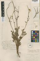 Holotype of Eschscholzia elegans Greene [family PAPAVERACEAE]
