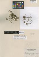 Isotype of Gossypianthus brittonii Standl. [family AMARANTHACEAE]