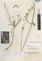Holotype of Froelichia xantusii R. A. McCauley [family AMARANTHACEAE]