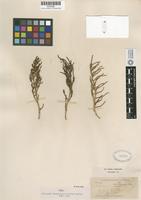 Syntype of Salicornia subterminalis Parish [family CHENOPODIACEAE]