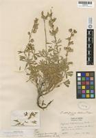 Holotype of Lupinus albifrons Benth. ex Lindley var. flumineus C. P. Smith [family FABACEAE]