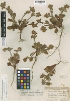 Holotype of Chorizanthe howellii Goodman [family POLYGONACEAE]