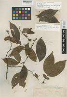 Isotype of Cynometra whitfordii Elmer [family CAESALPINIACEAE]