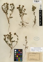 Syntype of Phacelia ciliata Benth. var. mexicana Brand [family HYDROPHYLLACEAE]