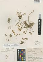 Isotype of Draba lemmonii S.Watson var. incrassata Rollins [family BRASSICACEAE]