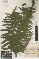 Isotype of Dryopteris mexiae C.Chr. [family ASPIDIACEAE]