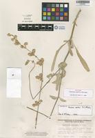 Isotype of Froelichia xantusii R. A. McCauley [family AMARANTHACEAE]
