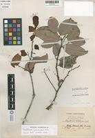 Isotype of Maytenus crassipes Urb. [family CELASTRACEAE]